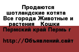 Продаются шотландские котята - Все города Животные и растения » Кошки   . Пермский край,Пермь г.